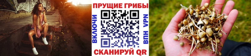 Купить  Медногорск  Псилоцибиновые грибы GOLDEN TEACHER 